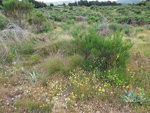 Yellow-banded Skipper habitat in the Sierra de Gredos © John Muddeman
